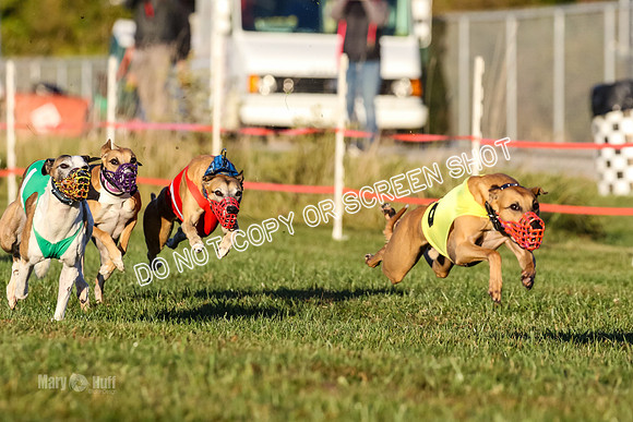 MCH77016 Talon, Rigby, Fig, Fuego, Sandy, EggNog