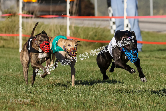 MCH77131-2 Bindi, Ion, Beacon, Carp Jr, Moki, Tickle