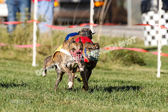 MCH77169-2  Whirly, Burn, Seavey, Blondi, Deal