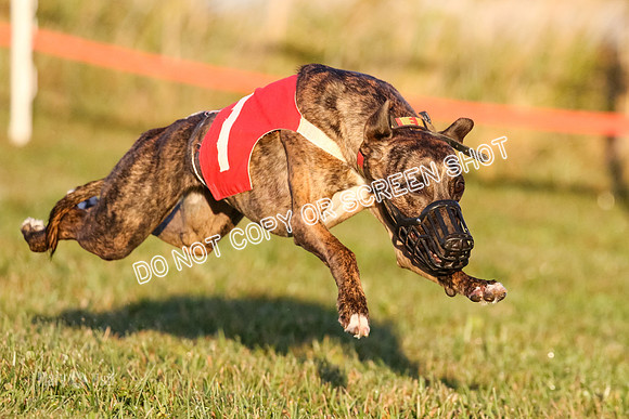 MCH76945 Pup Ziti, Spirit, Joplin