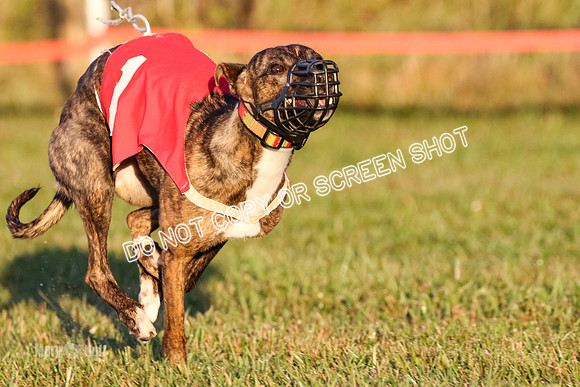 MCH76946 Pup Ziti, Spirit, Joplin