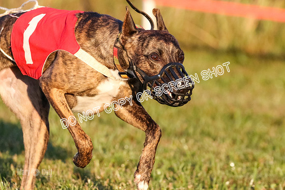MCH76947  Pup Ziti, Spirit, Joplin