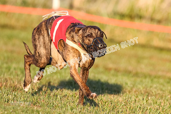 MCH76943 Pup Ziti, Spirit, Joplin