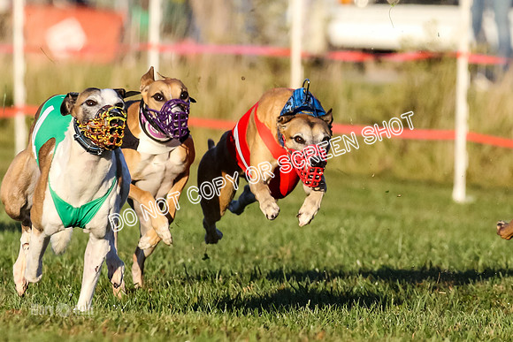 MCH77016-2 Talon, Rigby, Fig, Fuego, Sandy, EggNog
