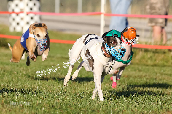 MCH77042 Stormy-N, Mikey, Brandy, Storm-W, Don Diego, Piper-I