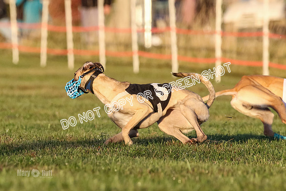 MCH76942 Pup Ziti, Spirit, Joplin