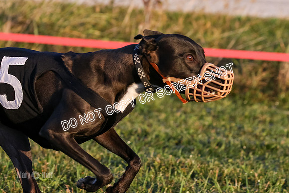MCH76968 Pup, Jubilee, Java, Tony
