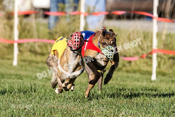 MCH77168-2 Whirly, Burn, Seavey, Blondi, Deal