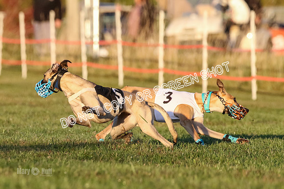 MCH76940 Pup Ziti, Spirit, Joplin