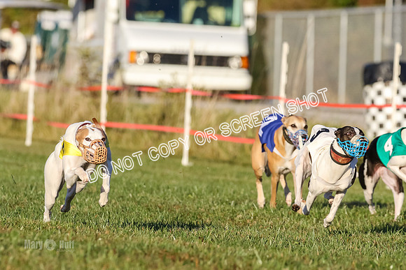 MCH77040 Stormy-N, Mikey, Brandy, Storm-W, Don Diego, Piper-I
