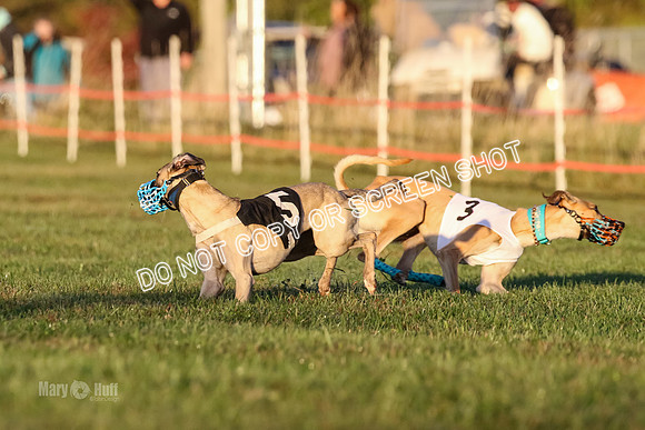 MCH76941 Pup Ziti, Spirit, Joplin