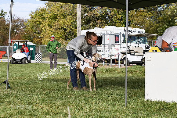 MCH77332 Dash Dogs Anna, Ginny
