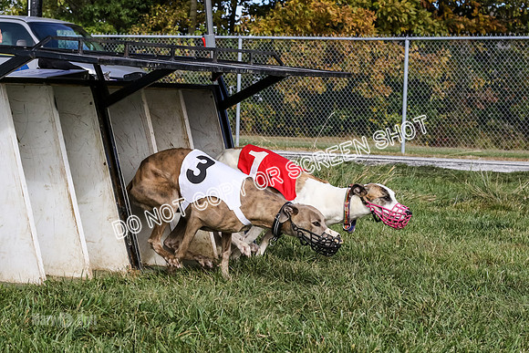 MCH77334  Dash Dogs Anna, Ginny