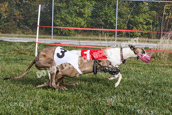 MCH77337  Dash Dogs Anna, Ginny