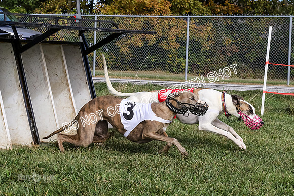 MCH77335  Dash Dogs Anna, Ginny