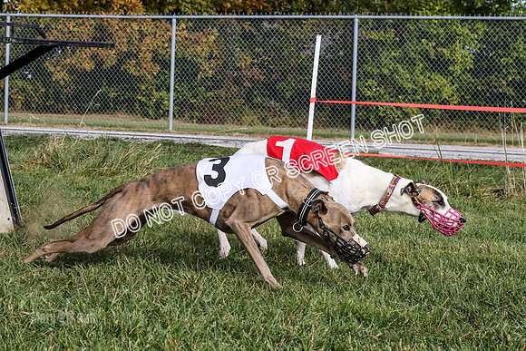 MCH77336  Dash Dogs Anna, Ginny