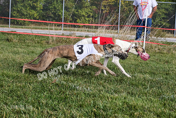 MCH77338  Dash Dogs Anna, Ginny