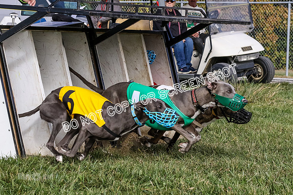 MCH77342 Pups, Joplin, Ziti, Java, jubilee