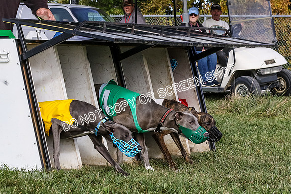 MCH77341 Pups, Joplin, Ziti, Java, jubilee