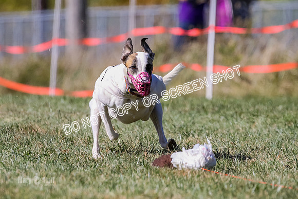MCH77630 Dash Dog, Anna