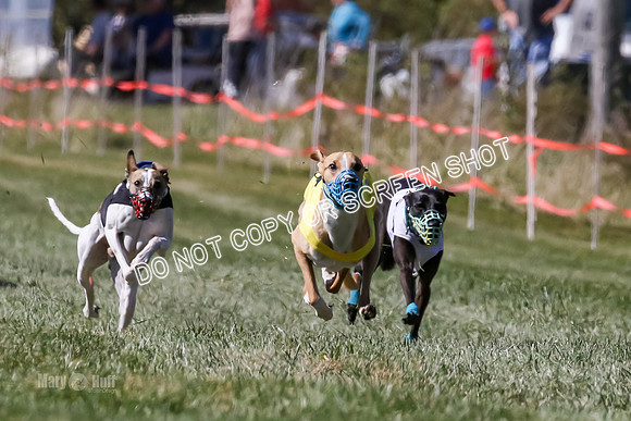 MCH77719