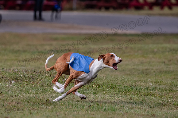 Finals Fch 2 Beastie Willow Ginny-3182