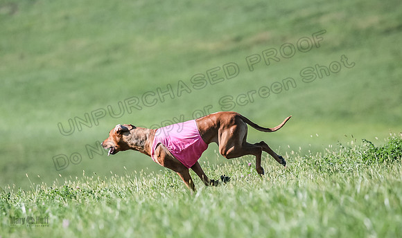1 Prelims Vet 2 Xena Libby-5375