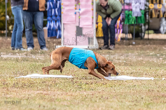 Finals Fch 1 Islay Opal Dakota-2421