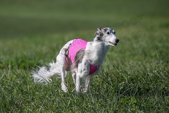 1 Prelims Fch 1 Kelso Wiings Foxy-5560