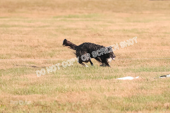 AE4I5108 TEST DOG