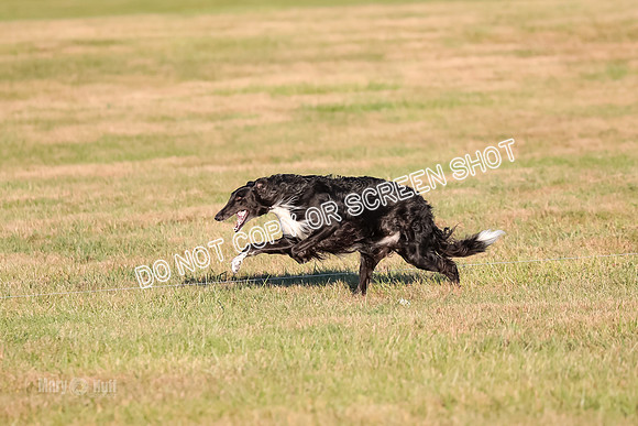 AE4I5111 TEST DOG