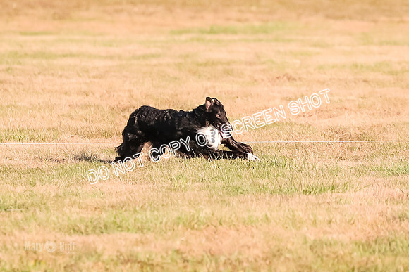 AE4I5106 TEST DOG