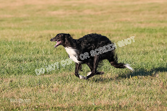 AE4I5116 TEST DOG