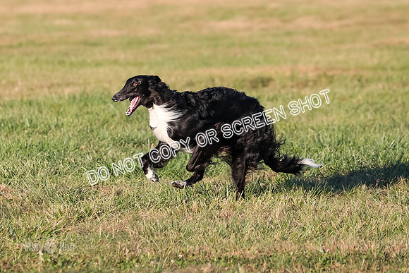 AE4I5117 TEST DOG