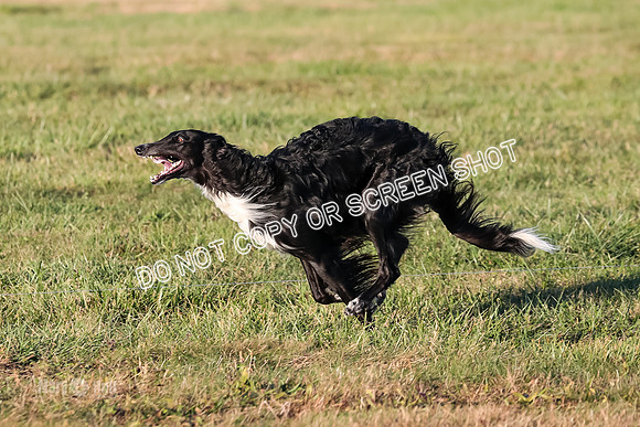 AE4I5119 TEST DOG
