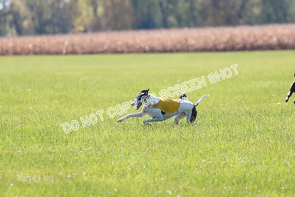 AE4I4290  Flushing up a bird