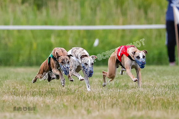 Prg 2, Race 4, Marty, Bogie, Denim, Meatloaf, Blaze, Raz-2-2