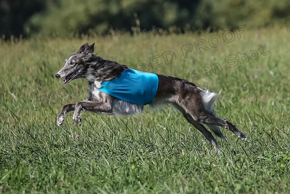 1 Prelims Fch 1 Kelso Wiings Foxy-5605