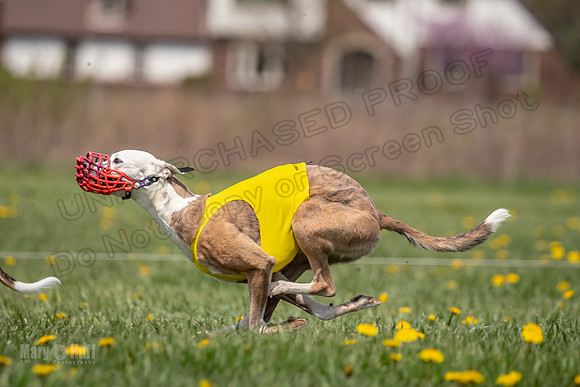 Finals Open F5 Digit Hugo-4025
