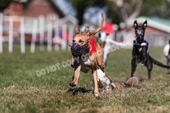 Prg 4, Race 2, Red Tipa Watson Sprig Carney-0089
