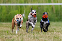 Prg 2, Race 4, Marty, Bogie, Denim, Meatloaf, Blaze, Raz-0980