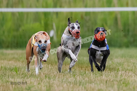 Prg 2, Race 4, Marty, Bogie, Denim, Meatloaf, Blaze, Raz-0980
