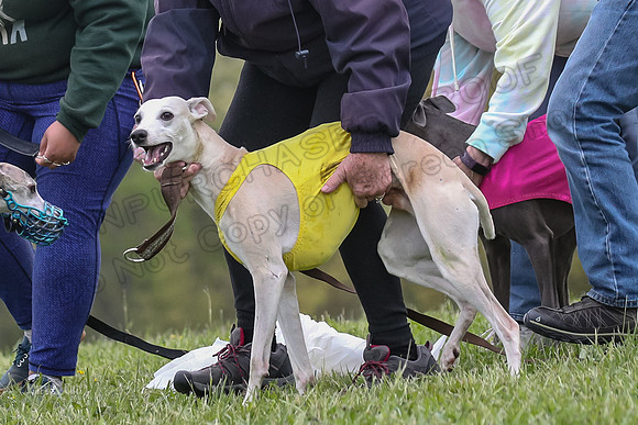 Finals Open C1, Oscar Strummer Rex-0663