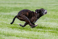 Cat Test 1-0513