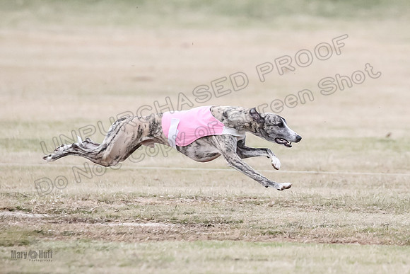 1Prelim Open 2 Shine Maverick Steel-2992