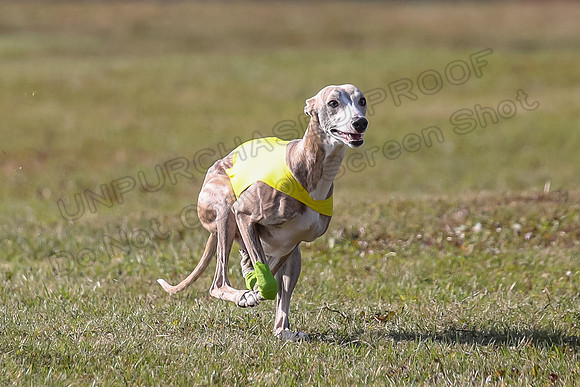 Finals Open 2 Fennec Keegan AnnieOakley-3884