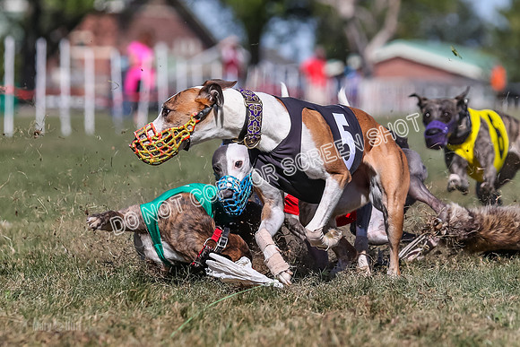 Prg 4, Race 4, Elia Zivah Moki Sansa Patsy-0174
