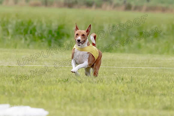 Finals Basenji-1355