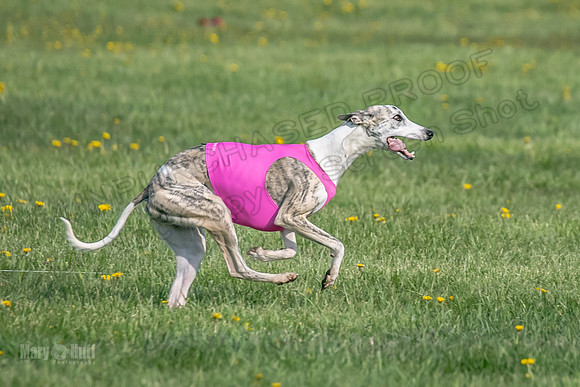 1Prelims Open E1 Boujee Riptide Zaza-0738