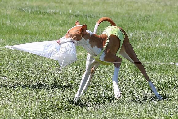Finals Fch 2 Beastie Ginny-8347